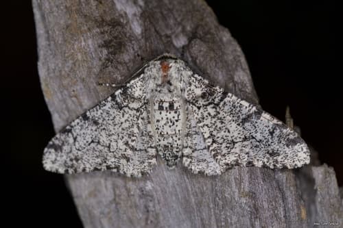 Peppered Moth