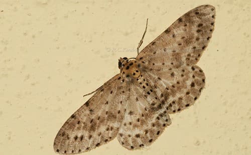 Percnia fumidaria