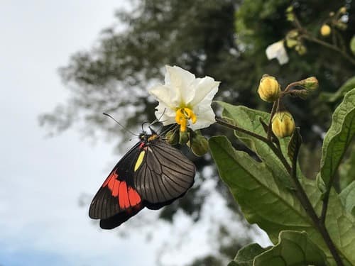 Swainson's Red-banded White