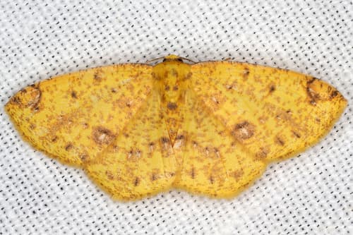 Apricot Moth