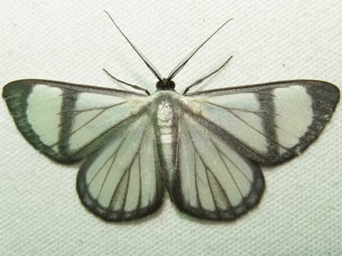 Perigramma vicina