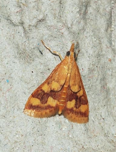 Perilla Leaf Moth