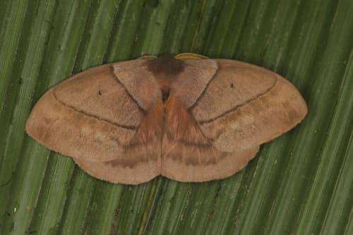Arcaei Periphoba Moth