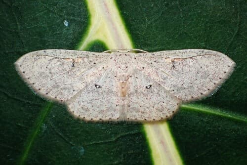 No widely accepted common name