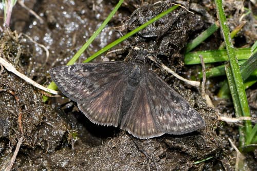 Persius Duskywing
