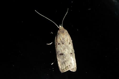 Phaeosaces apocrypta