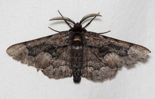 Mexicanaria Moth