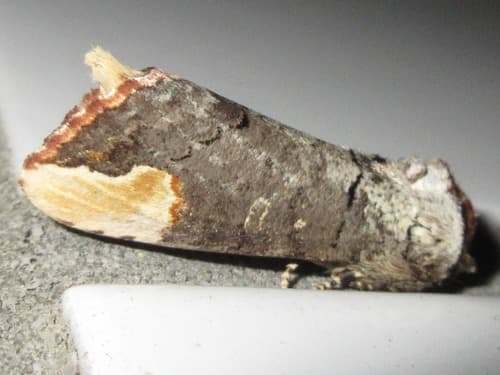 Assimilated Prominent