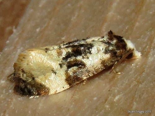 Memoranda Phalonidia