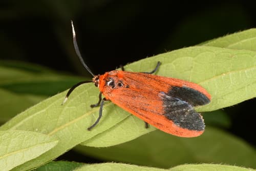 Fiery Tussock Moth