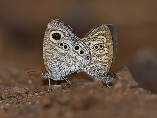 Philippine Five-Ring