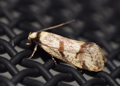 Philobota curvilinea