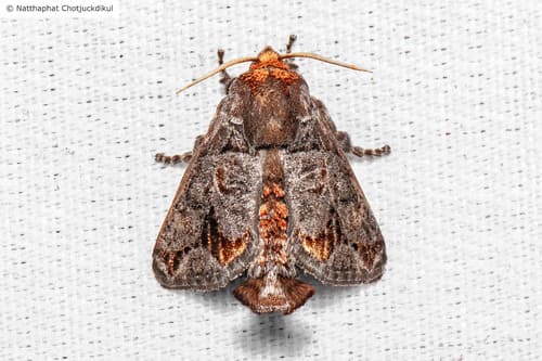 No widely accepted common name