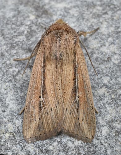Phragmites Wainscot