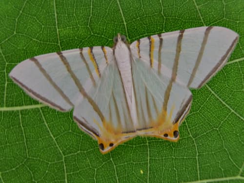 Platinata Moth