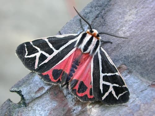 Phyllira Tiger Moth