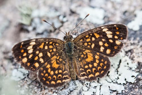 Simois Checkerspot