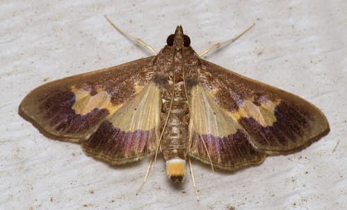 Pickleworm Moth