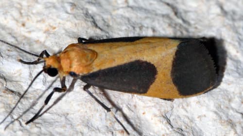 Pictured Lichen Moth