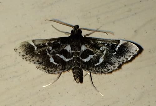 Pied Shawl Moth