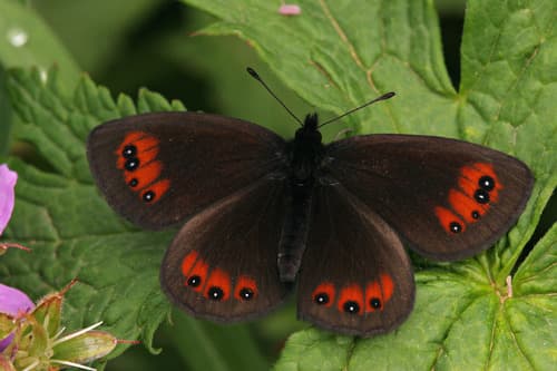 Piedmont Ringlet