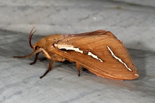Pindi Moth