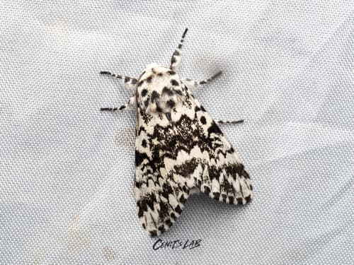 Pine Arches Moth