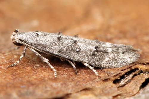 Pine Bud Moth