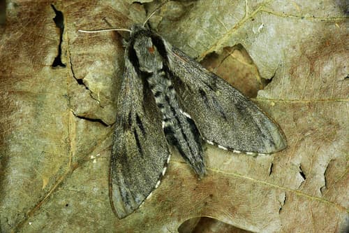 Pine Hawkmoth