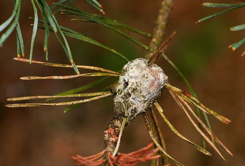 Pine Resin-gall Moth