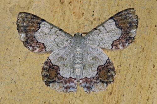 Wavy-lined Geometer