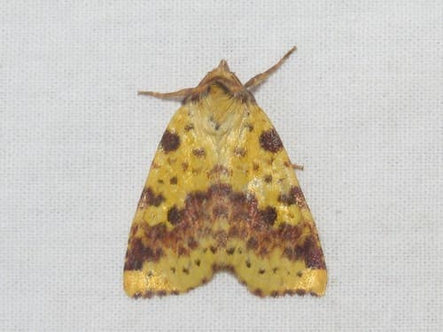 Pink-banded Sallow