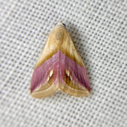 Pink-barred Eublemma