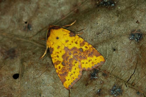Pink-barred Sallow