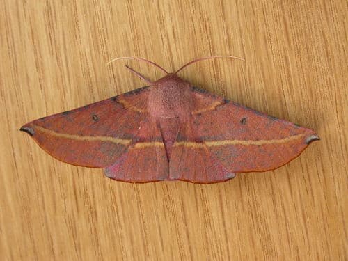 Pink-bellied Moth