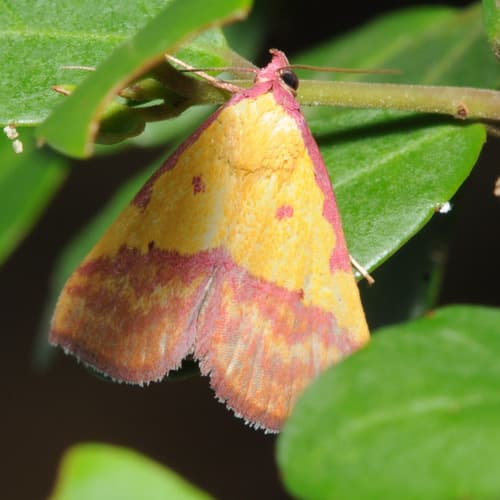 Pink-bordered Yellow