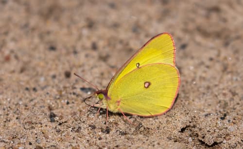 Pink-edged Sulphur