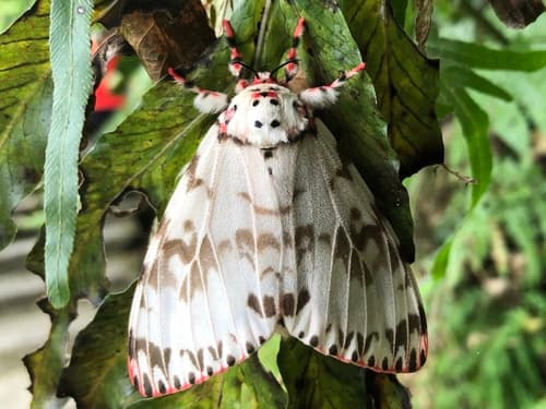 Pink Lymantria Moth
