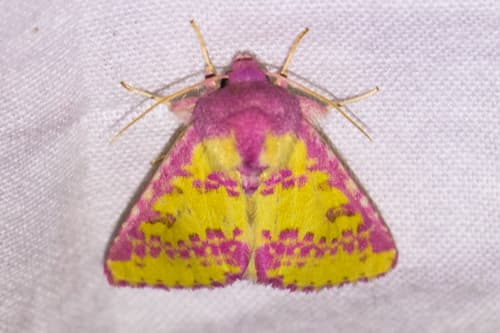 Pink Prairie Moth