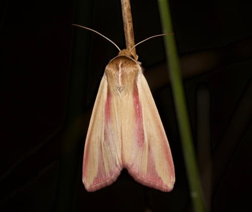 Pink Streak Moth