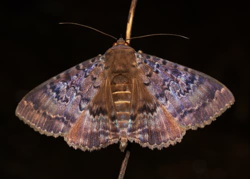 Plain cloak moth