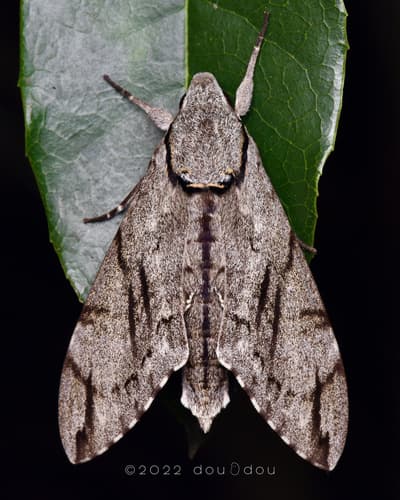Plain grey hawkmoth