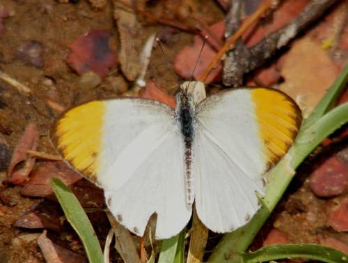 Plain Orange-tip