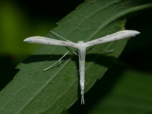 Plain Plume Moth