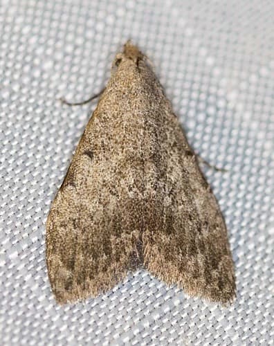 Plain Tuft Moth