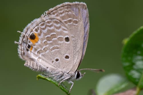 Plains Cupid