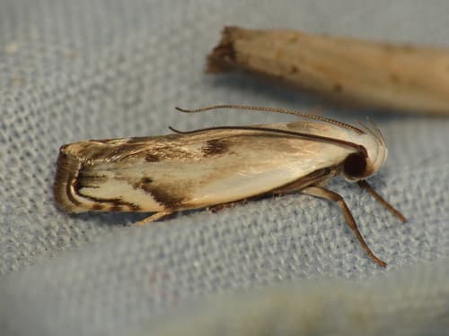 Plectophila discalis