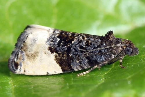 Plum Tortrix