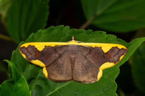 Costate Looper Moth