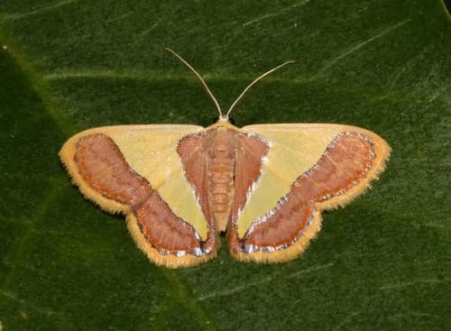 No widely recognized common name